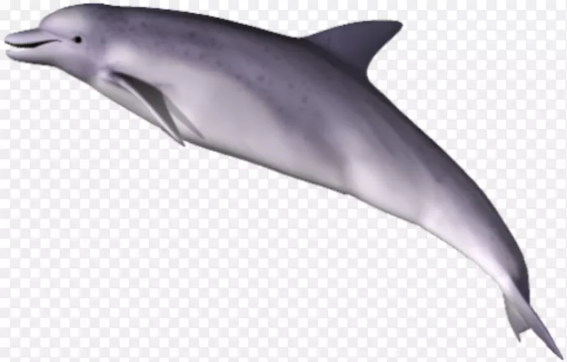 海豚剪贴画-海豚剪贴画