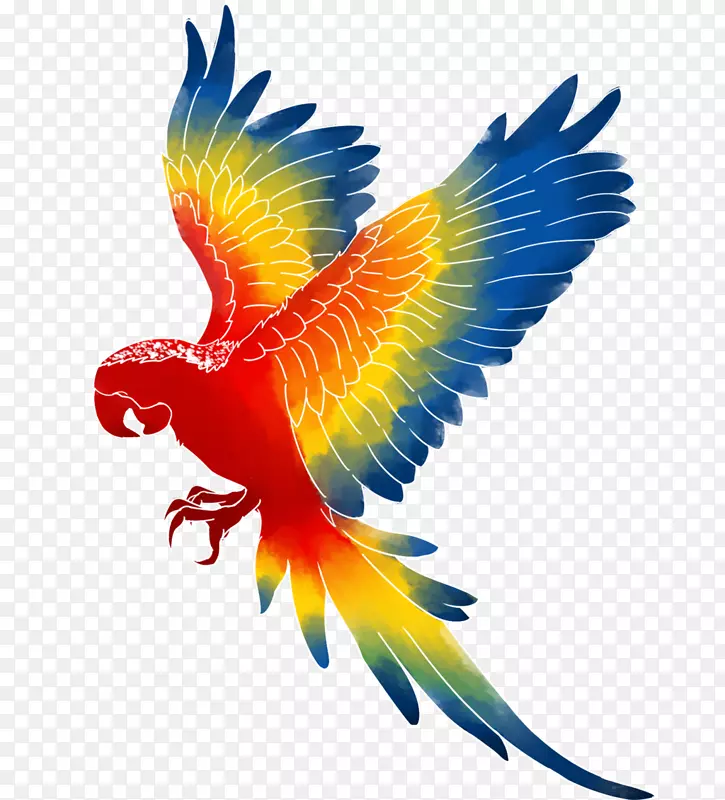 鹦鹉金刚鹦鹉鸟-金刚鹦鹉PNG图像