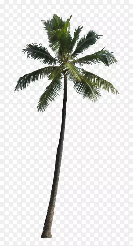 槟榔科-棕榈树PNG图像