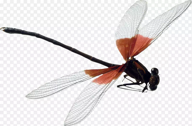 蜻蜓昆虫-蜻蜓PNG
