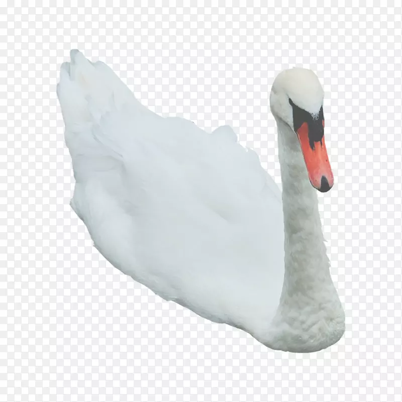 天鹅鸭嘴羽颈-天鹅自由PNG图像
