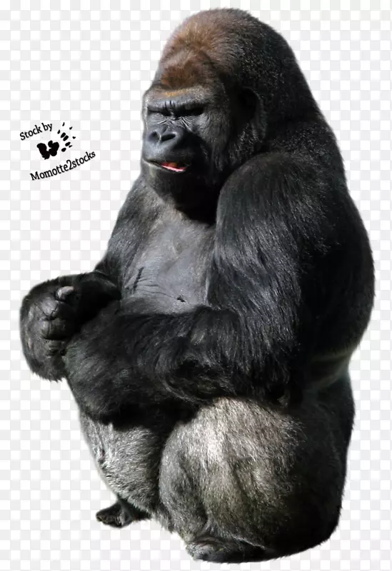 大猩猩剪贴画-巴布亚新几内亚大猩猩
