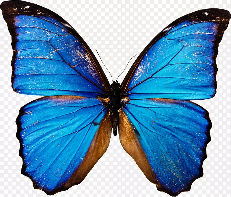 蝴蝶剪贴画-蓝色蝴蝶PNG图像