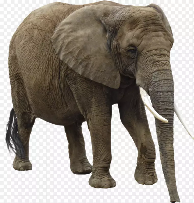 大象可伸缩图形剪贴画-大象png