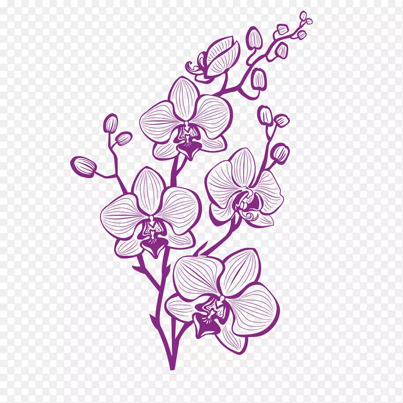 手绘紫色兰花