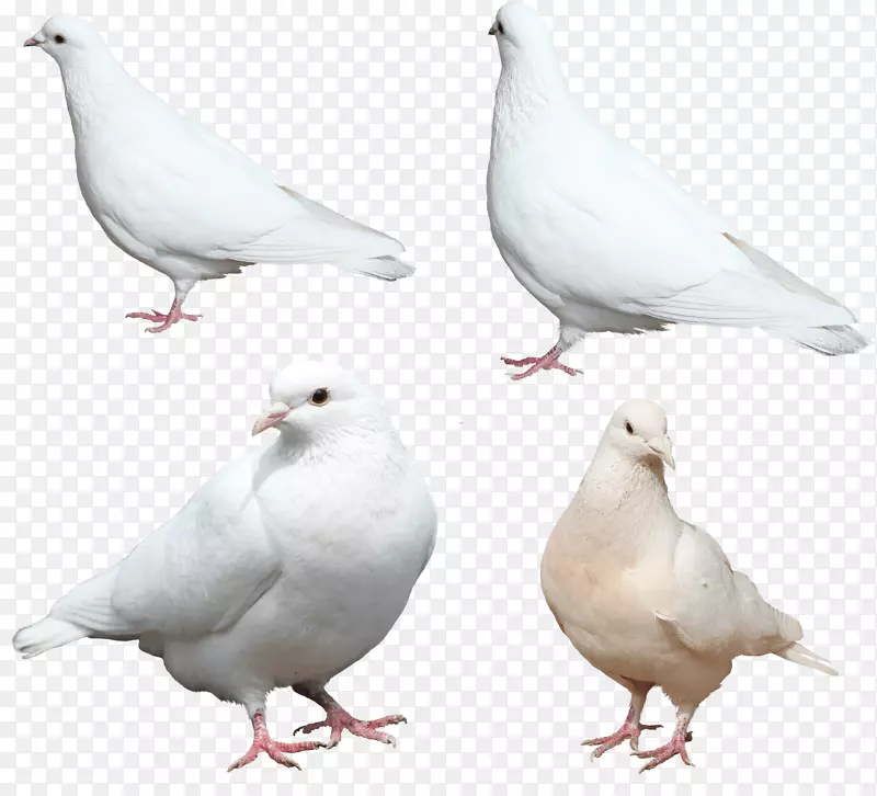 鸡尾鸽科羽翼-白鸽PNG图像
