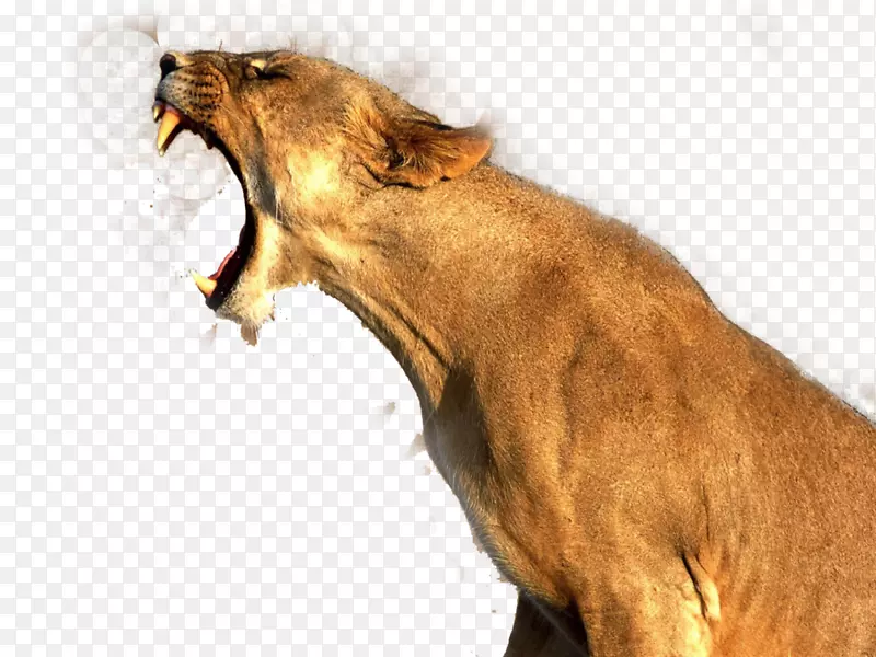 狮-狮子PNG图像