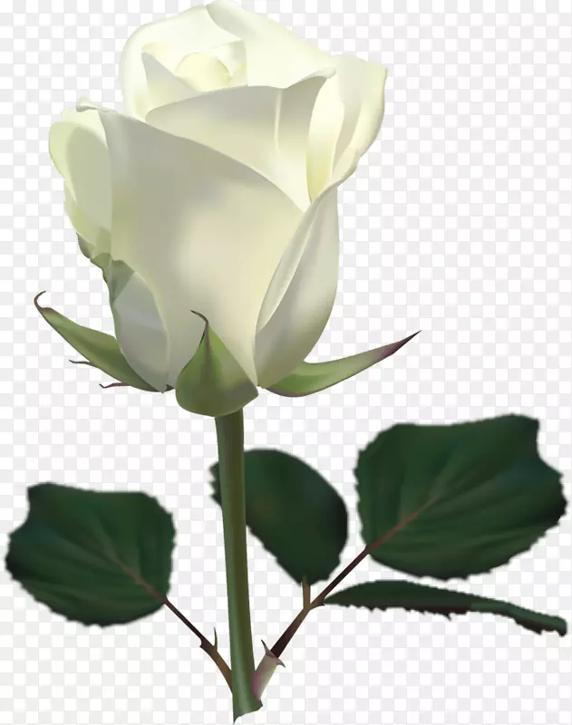 玫瑰白色剪贴画-白玫瑰PNG图像花白玫瑰PNG图片