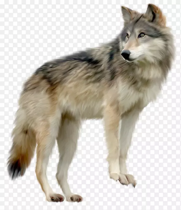 加拿大爱斯基摩犬-狼PNG图片