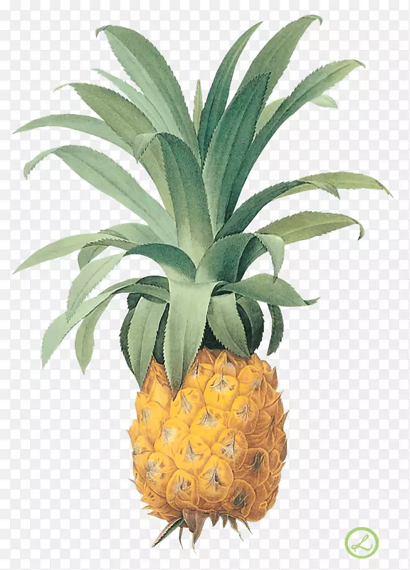 菠萝印刷植物插图-菠萝图片下载
