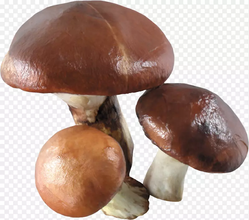 食用菌普通蘑菇-蘑菇PNG图像