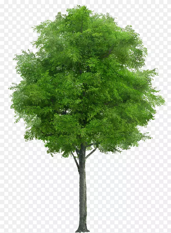 印楝树