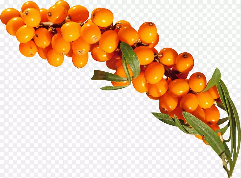 水果橙素食料理沙棘-沙棘PNG