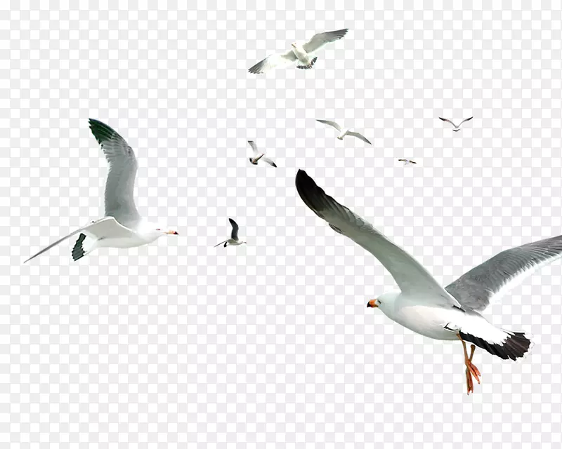 白色简单鸟类飞行材料