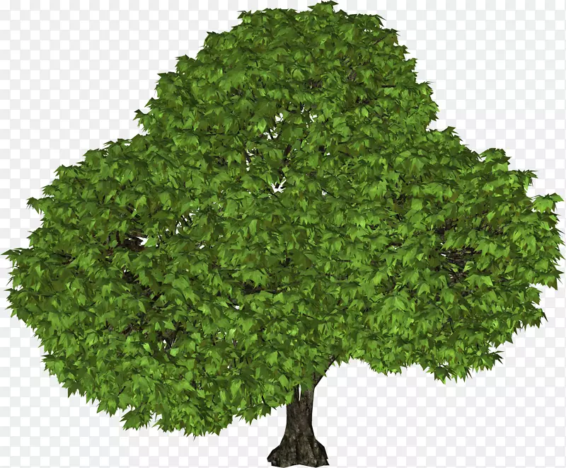 乔木灌木叶常绿树PNG图像