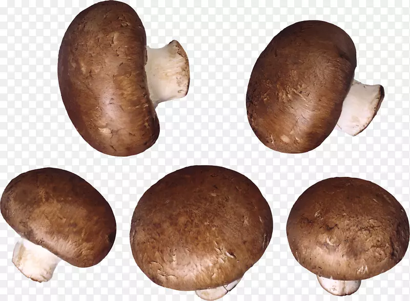 蘑菇披萨香菇图标-蘑菇PNG图像