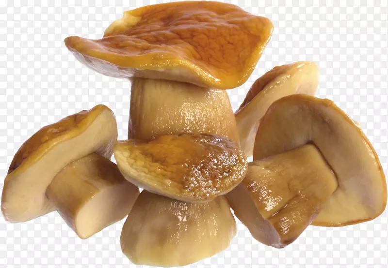 蘑菇PNG图像