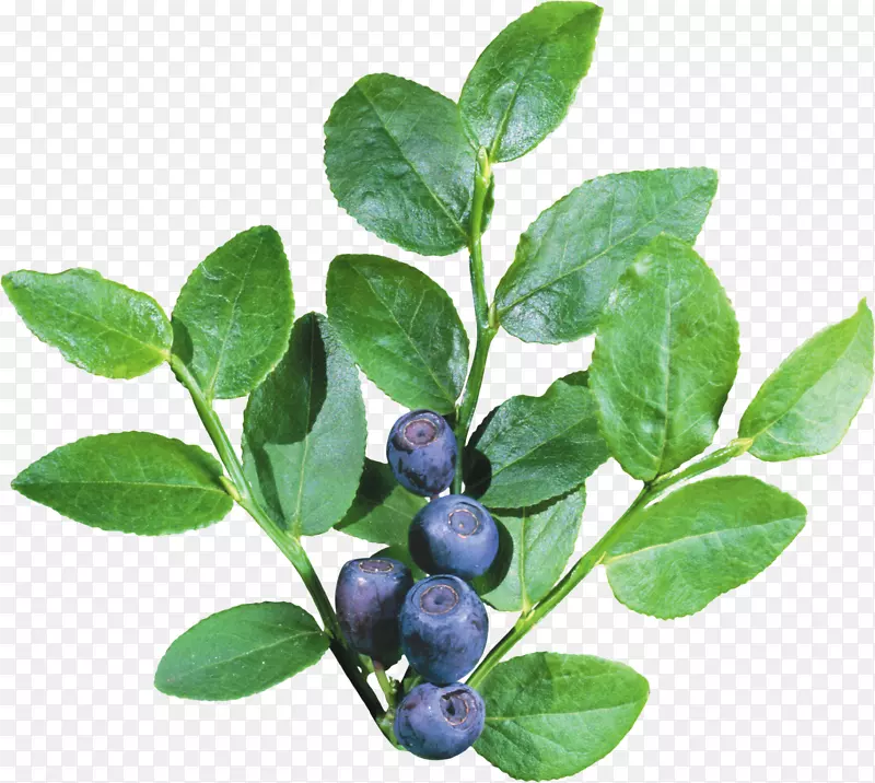 蓝莓图标-蓝莓PNG