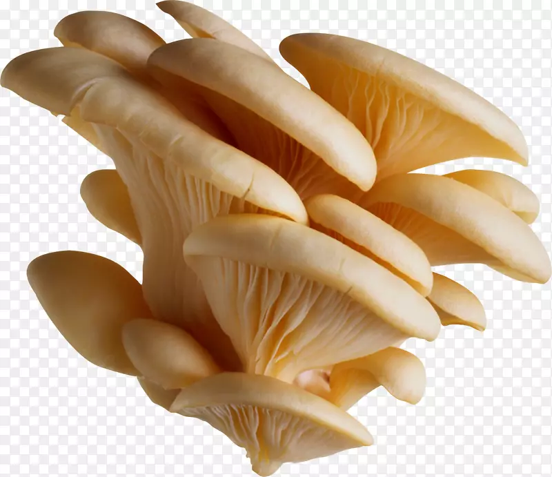 普通蘑菇-白菇PNG图像
