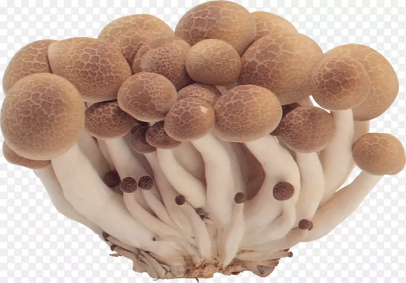 普通蘑菇真菌-蘑菇PNG图像