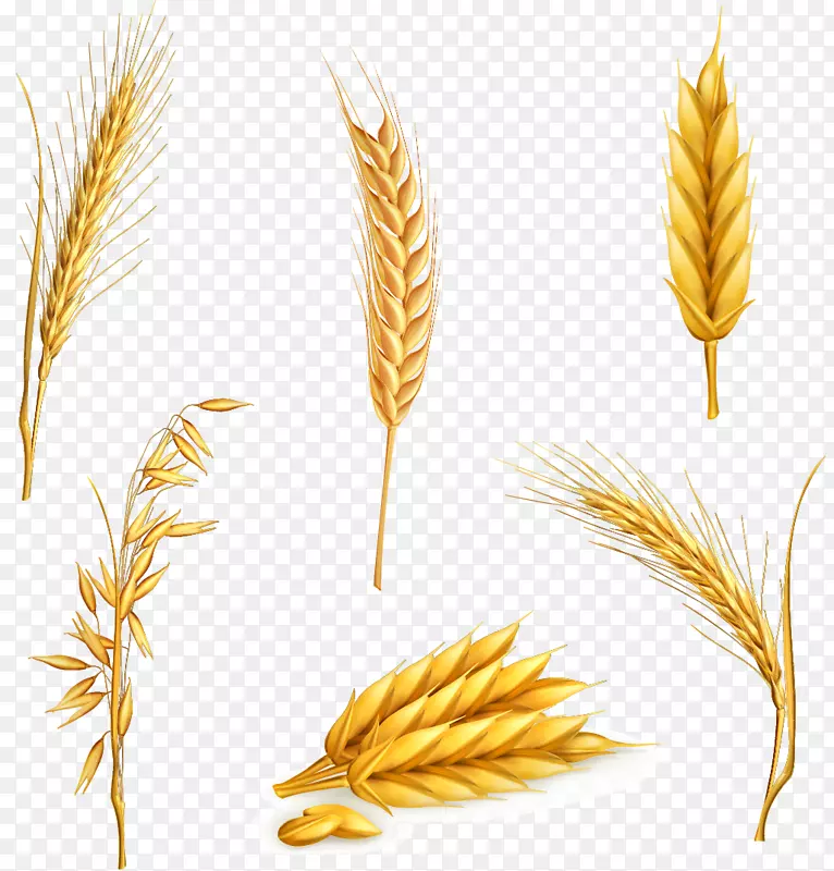 六种小麦