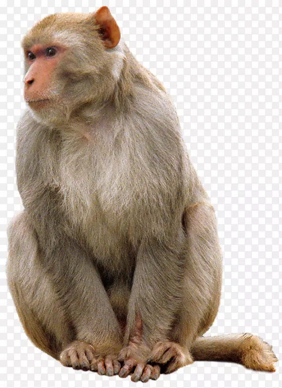 皮猴-猴子PNG
