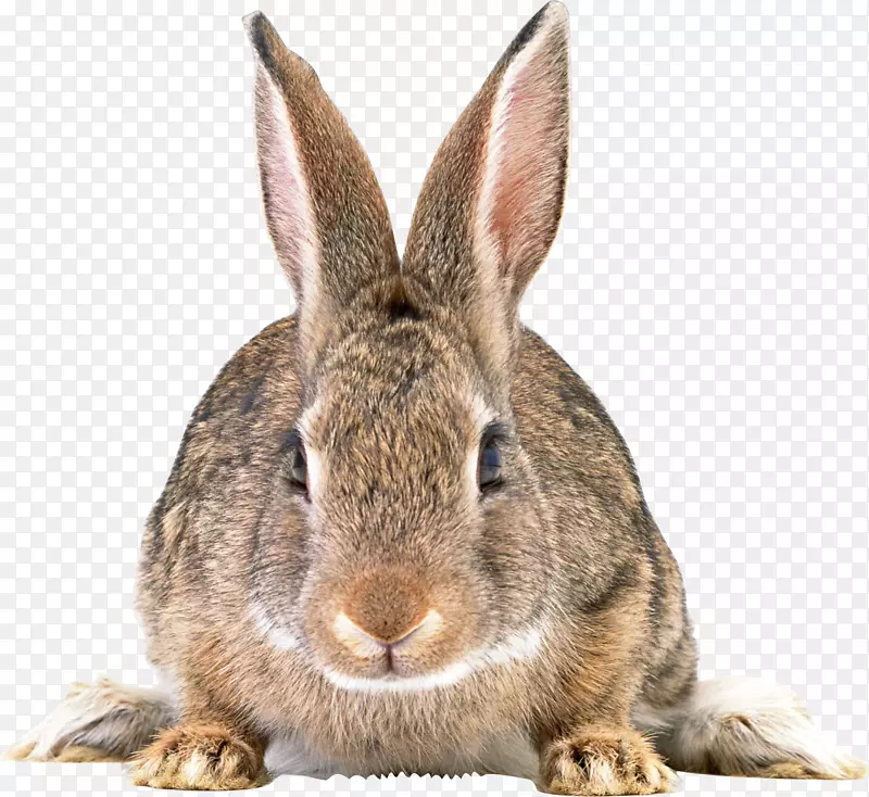 复活节兔-灰兔PNG图像