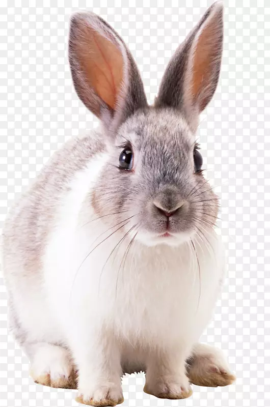 白兔-兔PNG图像