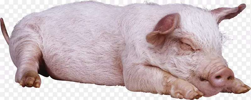 大黑猪，大白猪，格洛斯特郡老地方，英国本土猪-沉睡猪PNG图像