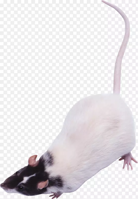 大鼠电脑鼠标光景-鼠标，鼠png图像