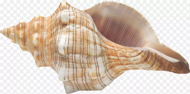 海螺贝壳夹艺术-海螺PNG