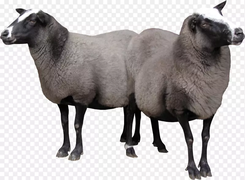 美利奴山羊-两只羊PNG形象