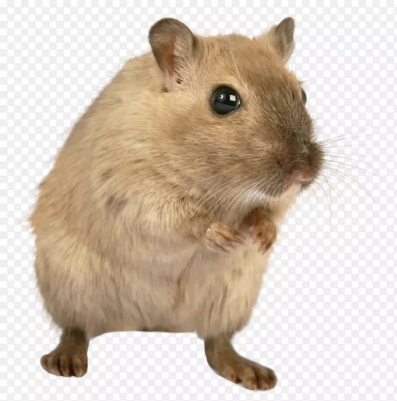 棕色大鼠博萨维鼠实验大鼠-小鼠，大鼠png图像