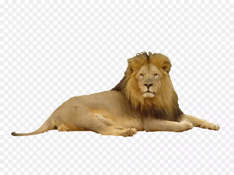 狮子-狮PNG