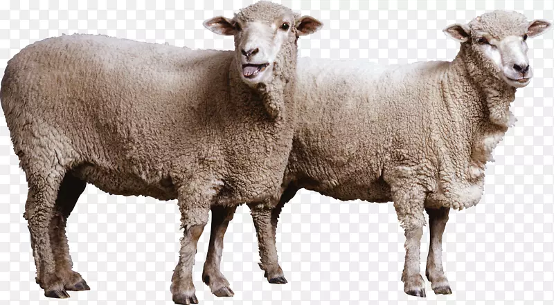 东方山羊，狗，毛绒，羊毛，羊，PNG图像