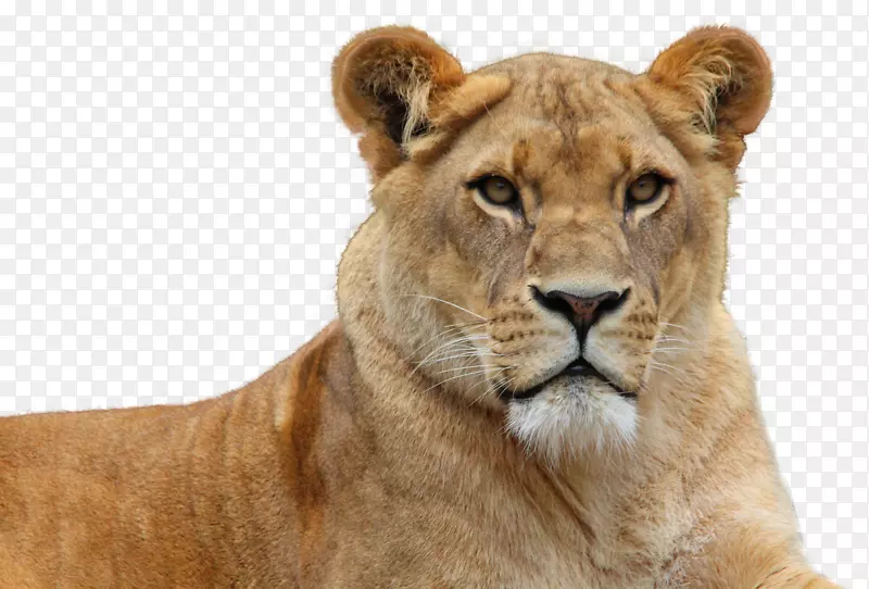 狮子壁纸-狮子PNG