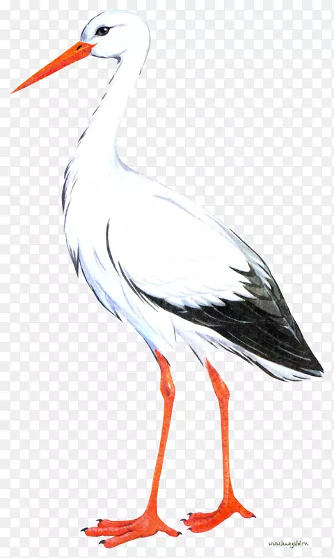 白鹳鸟鹤-鹳PNG