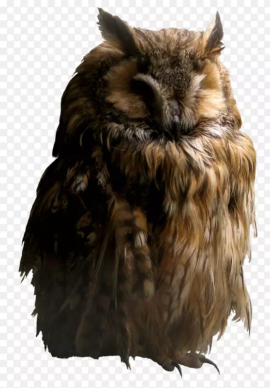 OWL在线写作实验室图标-OWL PNG