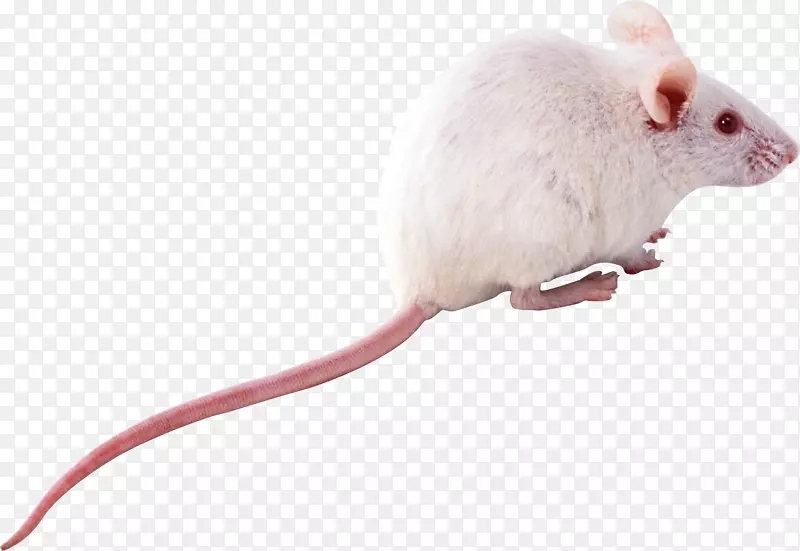 电脑鼠-老鼠，鼠png图像