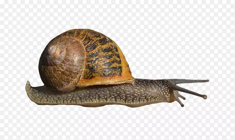 蜗牛剪贴画-蜗牛PNG