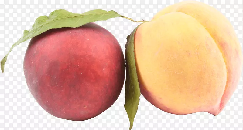 伊祖米萨诺桃子和奶油月桂科-桃子PNG图像