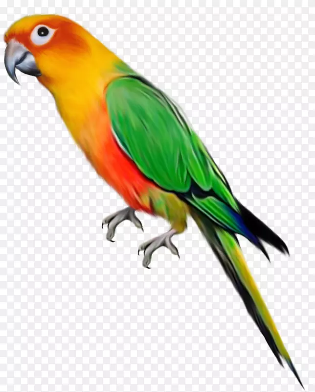 鹦鹉鸟夹艺术-鹦鹉PNG图片，免费下载