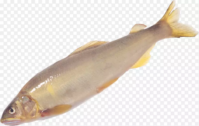 海产卷尾藻(Crocea Larimichthys Polyactis)鱼作为食用鱼PNG