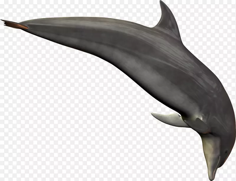 海洋海豚-海豚图片