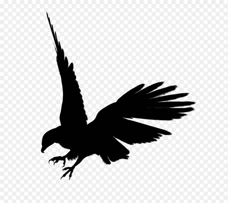 鹰型剪影剪贴画-鹰黑丝丝PNG图像，免费下载