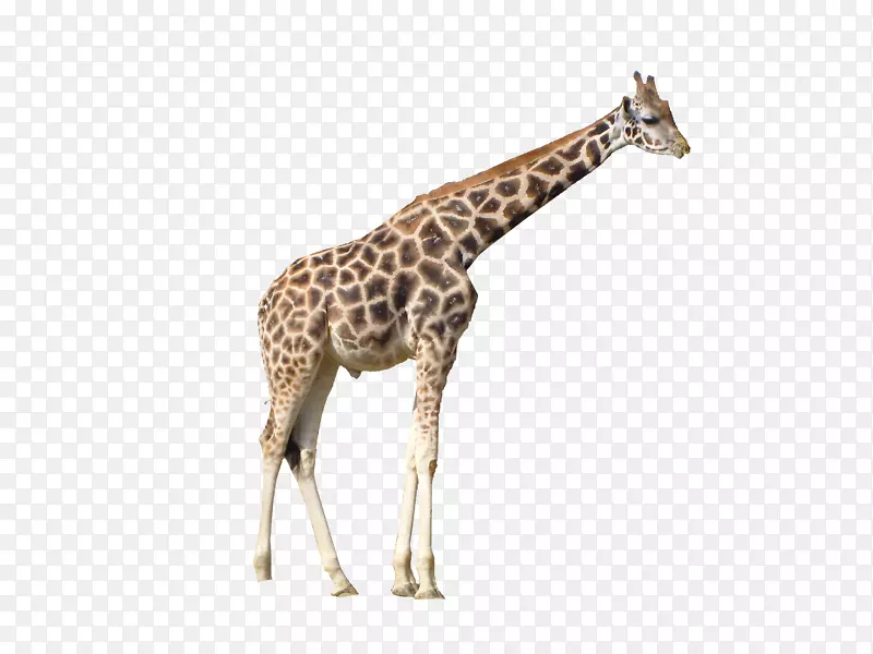 长颈鹿剪贴画-长颈鹿PNG