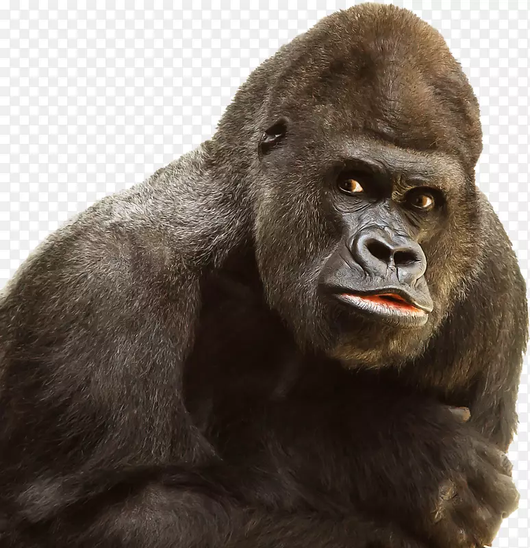 西部大猩猩猿灵长类黑猩猩-大猩猩PNG