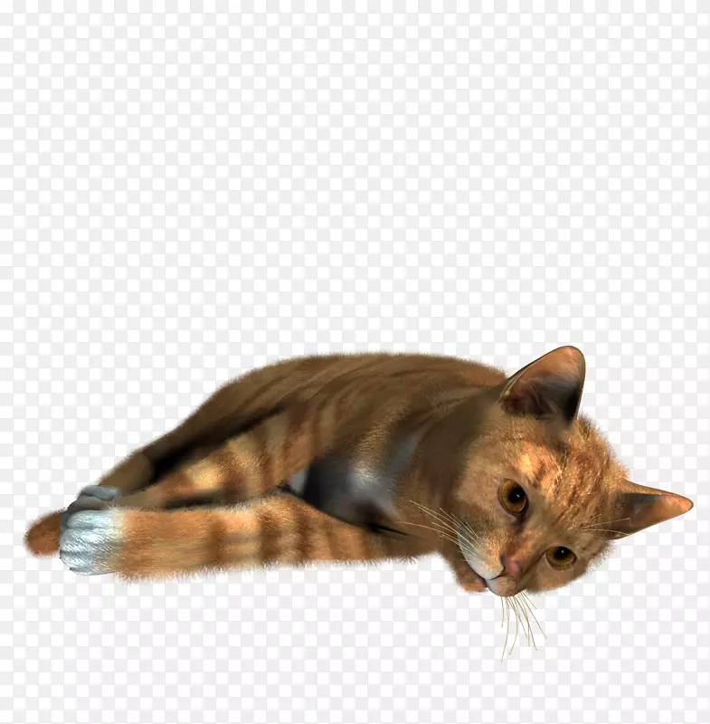 暹罗猫-猫PNG图像