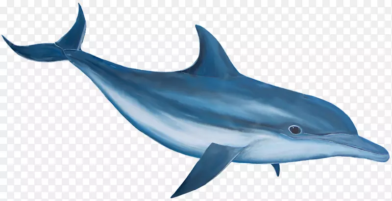 常见宽吻海豚剪贴画-海豚PNG图像