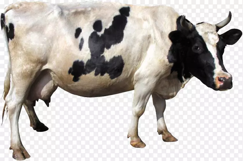 奶牛-奶牛PNG图像